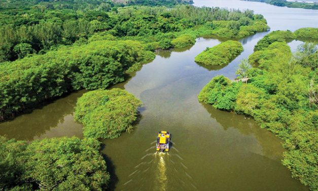 Rio também tem seu pantanal